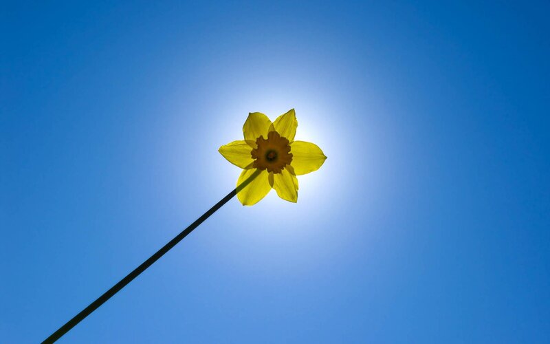 Daffodil against blue sky