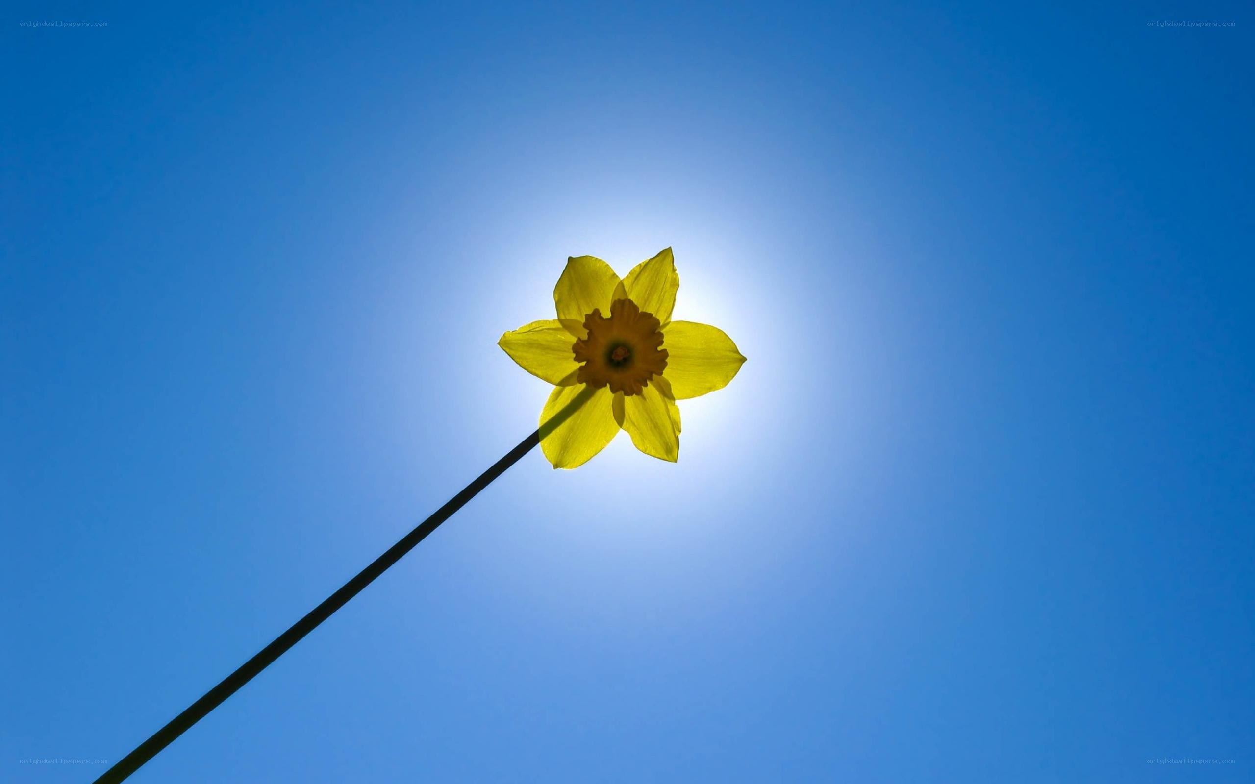 Daffodil against blue sky