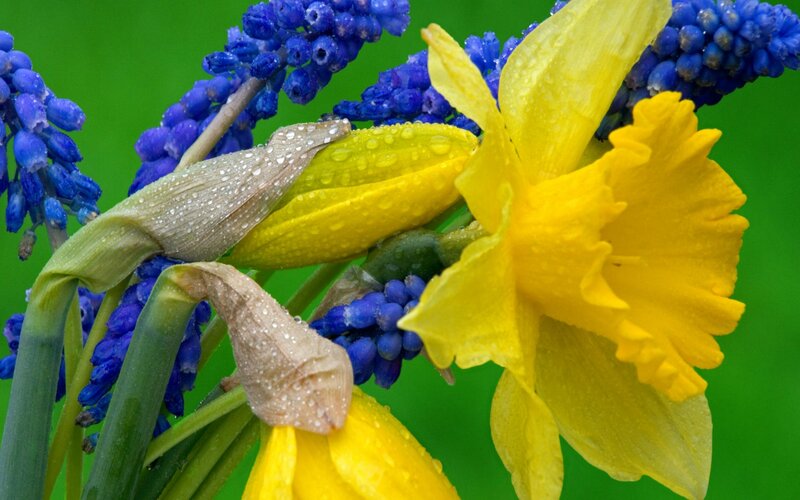Daffodil and Grape Hyacinth — Yellow