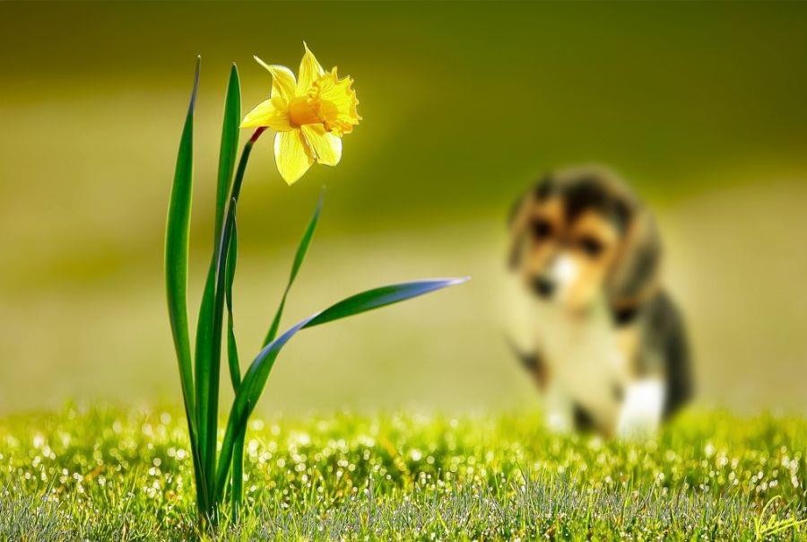 Daffodil and puppy in grass