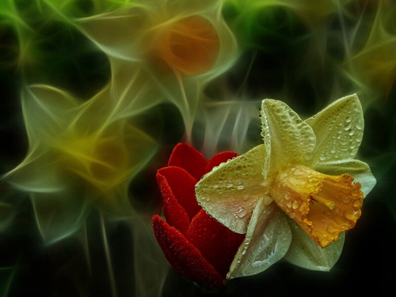 Daffodil and Rose