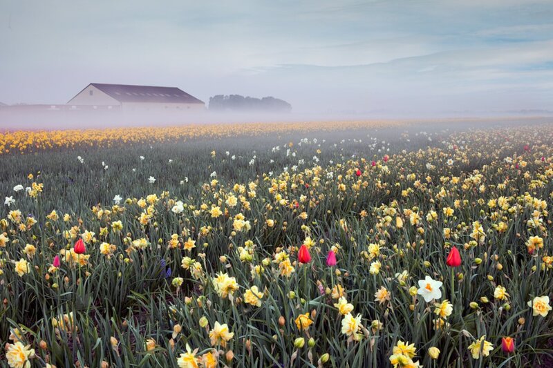 Daffodil and Tulip Field