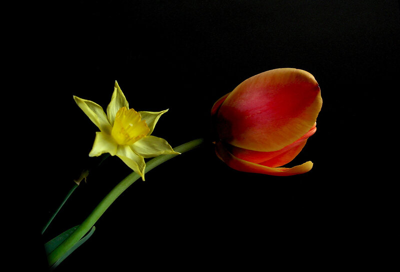 Daffodil and Tulip