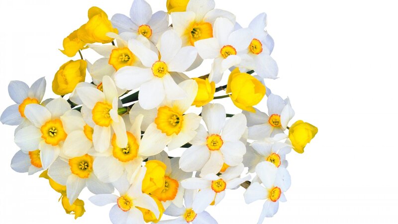 Daffodil Bouquet — White