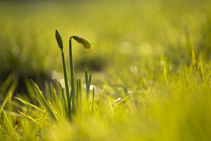 Daffodil Bud in Grass