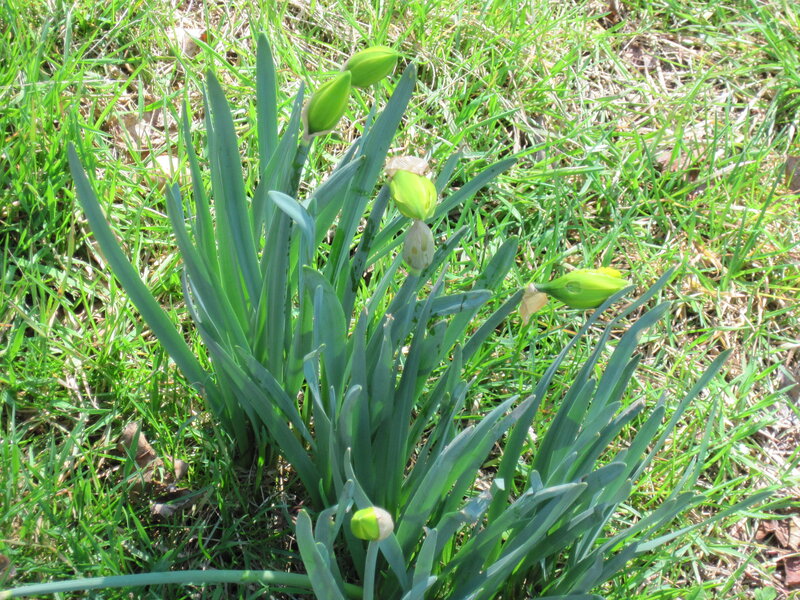 Daffodil buds in grass