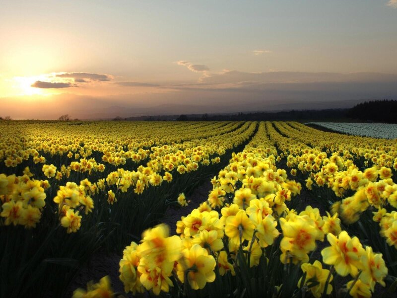 Daffodil field at sunset
