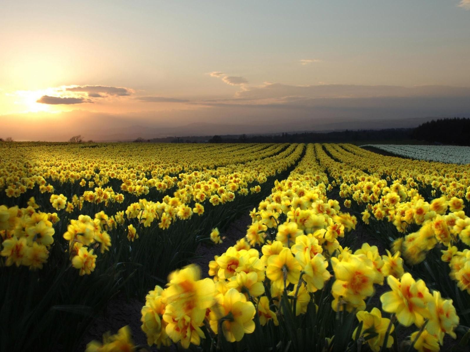 Daffodil field at sunset
