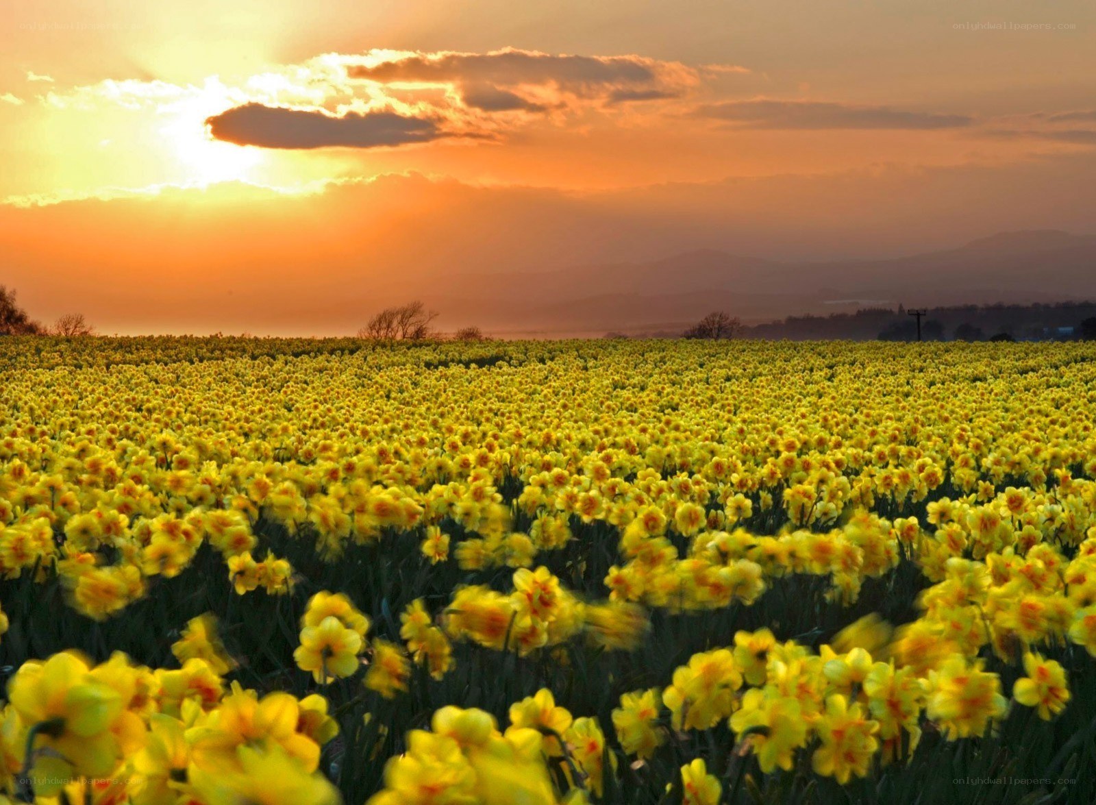 Daffodil field at sunset