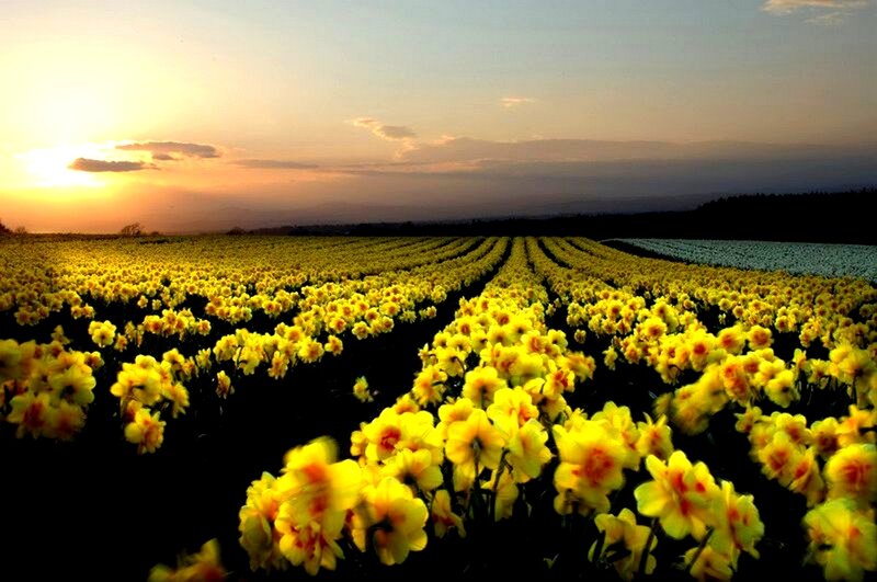 Daffodil field at sunset