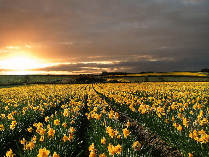 Daffodil Field at Sunset — Yellow, Dramatic