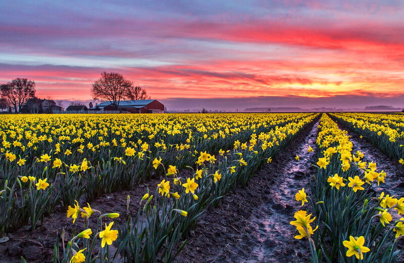 Daffodil Field at Sunset — Yellow, Serene, Photograph, Farmhouse