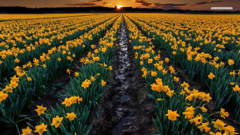 Daffodil Field at Sunset — Yellow, Serene, Photograph, Mud Path