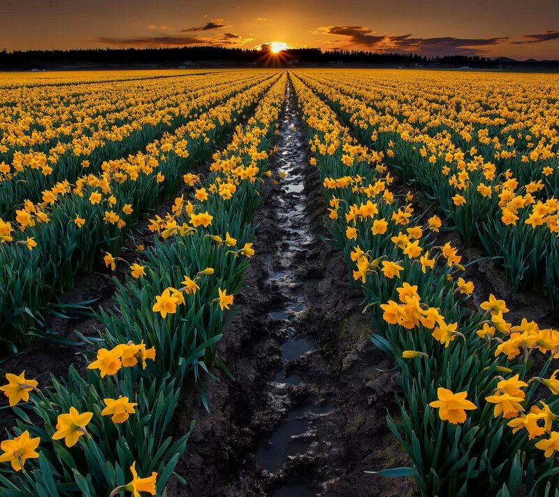 Daffodil Field at Sunset — Yellow, Serene, Photograph, Mud Path, Trees