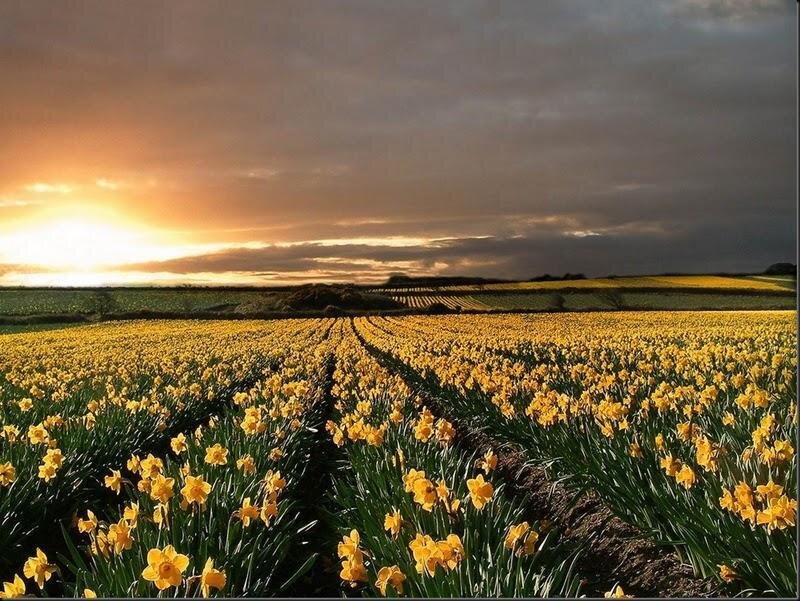 Daffodil Field at Sunset — Yellow, Serene, Photograph, Sky, Sun
