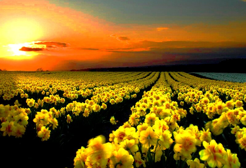 Daffodil Field at Sunset — Yellow, Serene, Photograph, Sun