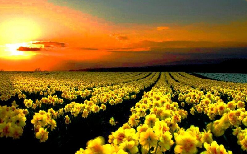 Daffodil Field at Sunset — Yellow, Serene, Photograph