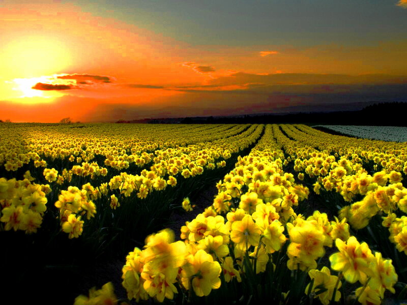 Daffodil Field at Sunset — Yellow, Serene