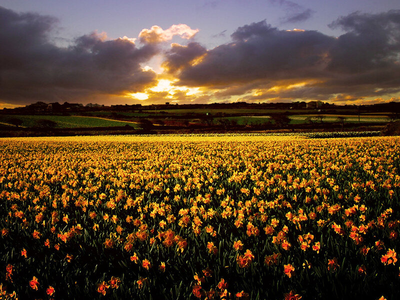 Daffodil Field at Sunset — Yellow
