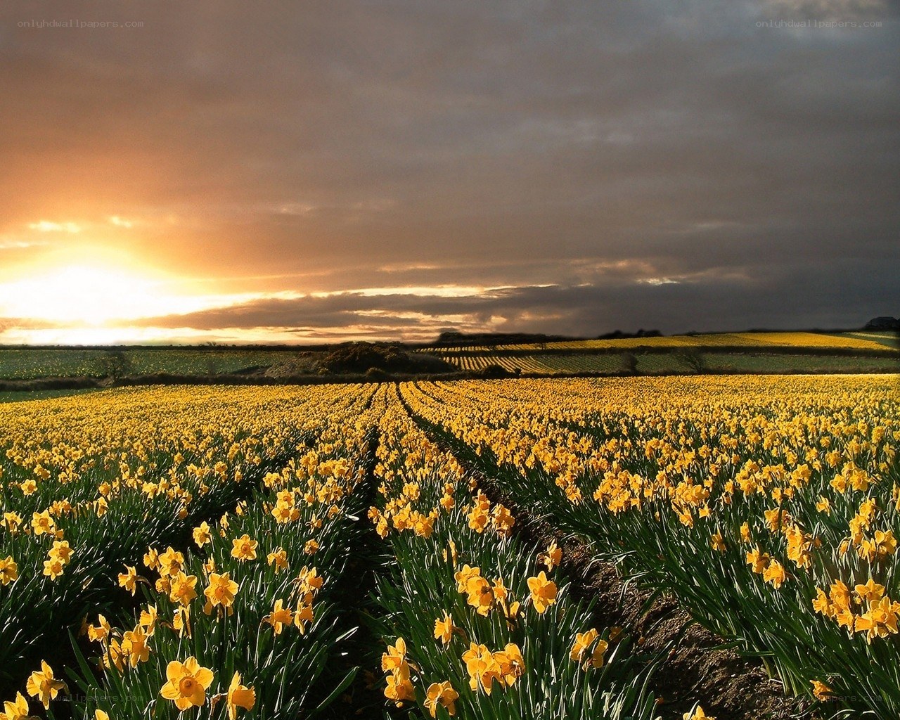 Daffodil field at sunset