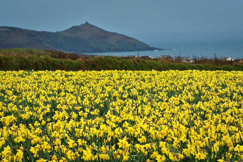 Daffodil field by the coast