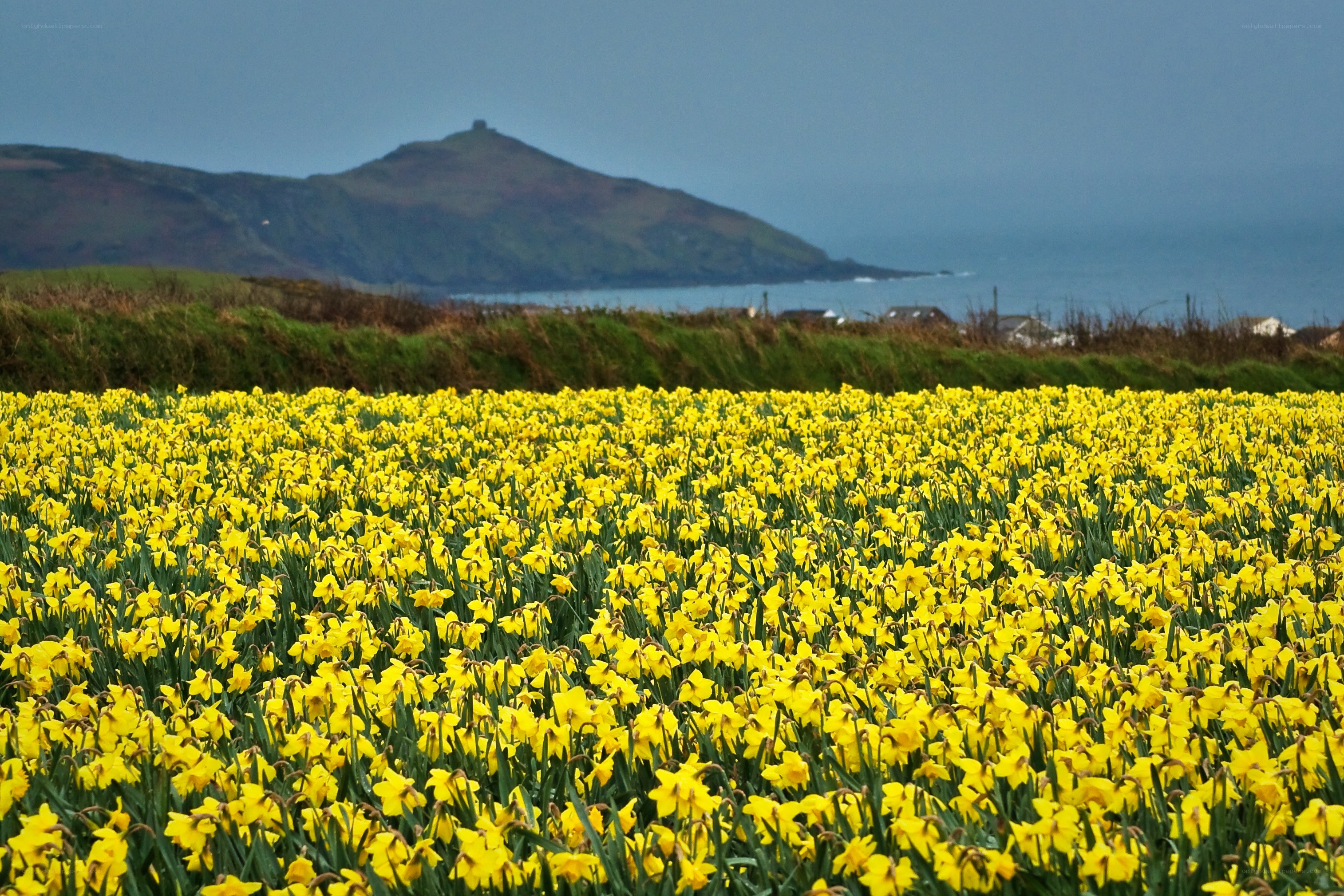 Daffodil field by the coast