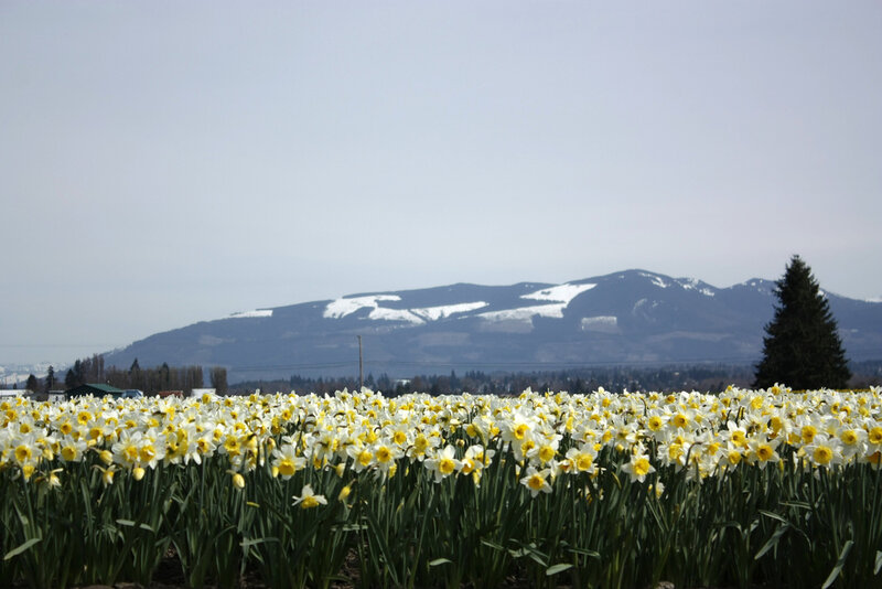 Daffodil Field
