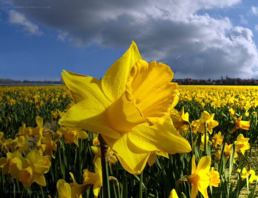 Daffodil field under cloudy sky
