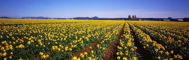 Daffodil Field — Yellow, Serene, Spring