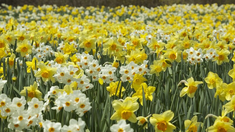 Daffodil Field — Yellow, Serene