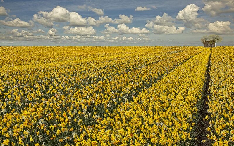Daffodil Field — Yellow