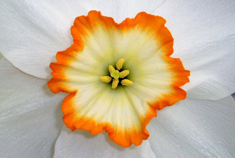 Daffodil Flower Center