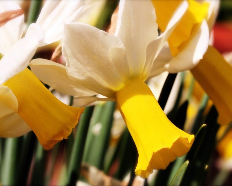 Daffodil Flower Close-up