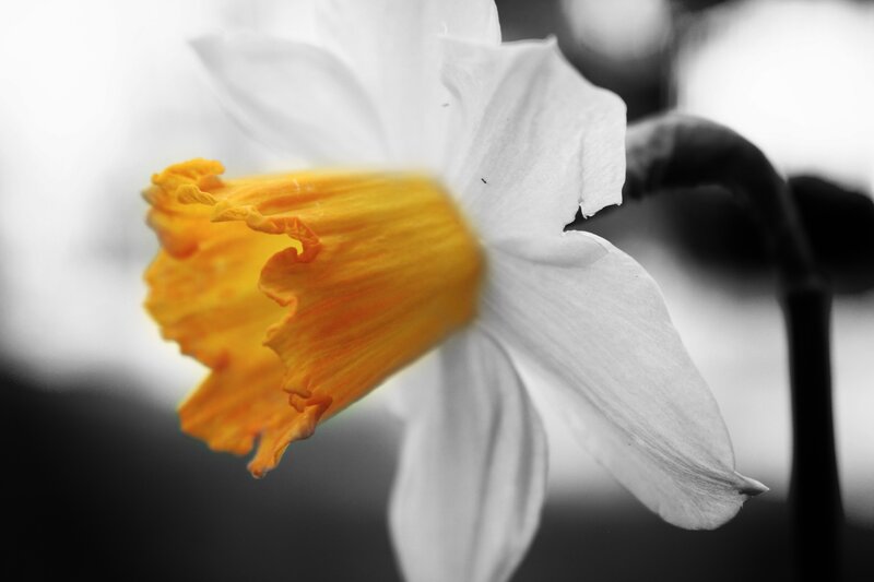 Daffodil Flower Close-up — White