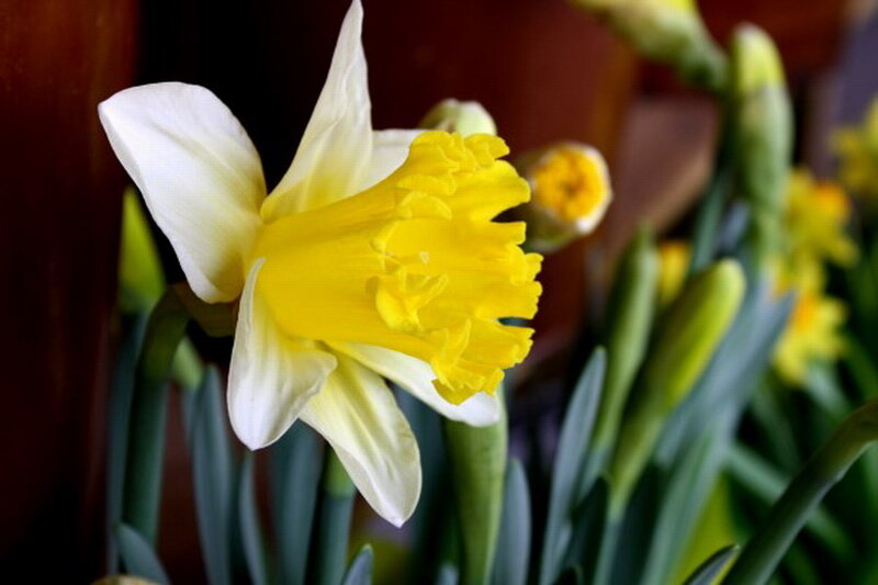 Daffodil Flower in Bloom