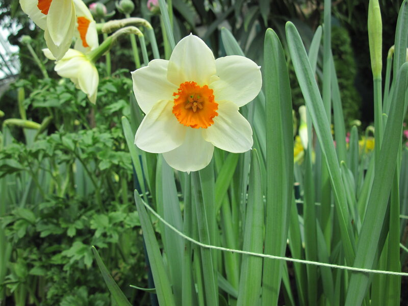 Daffodil Flower in Bloom — White, Calm