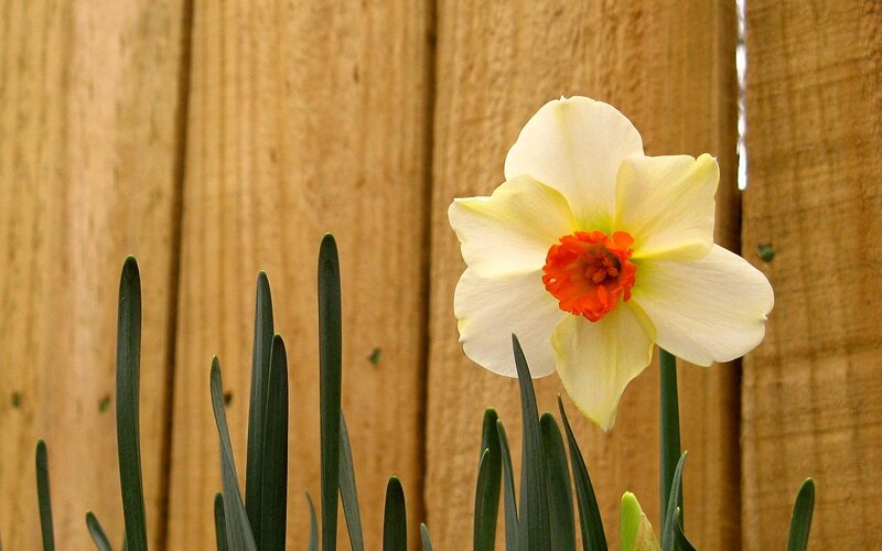 Daffodil Flower in Bloom — White