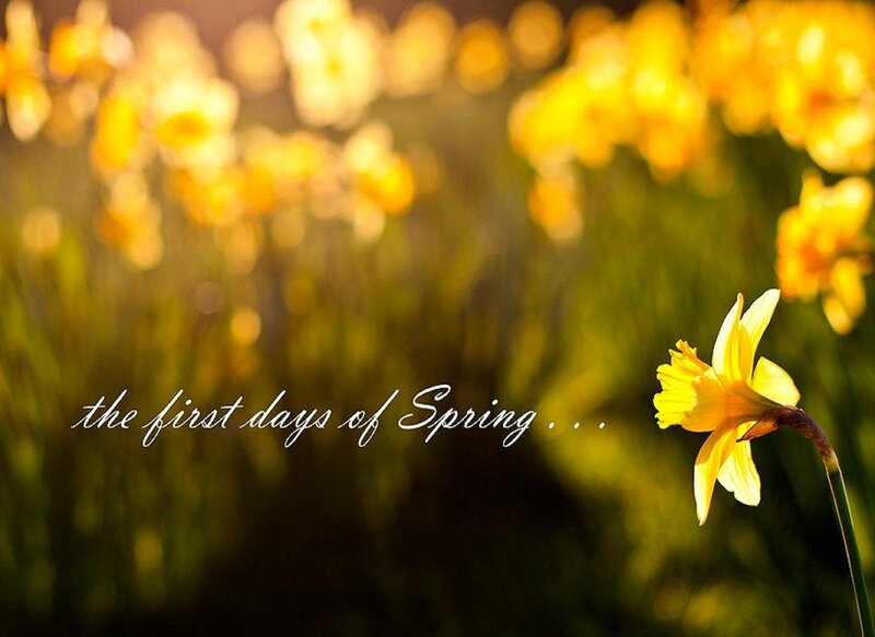 Daffodil Flower in Field
