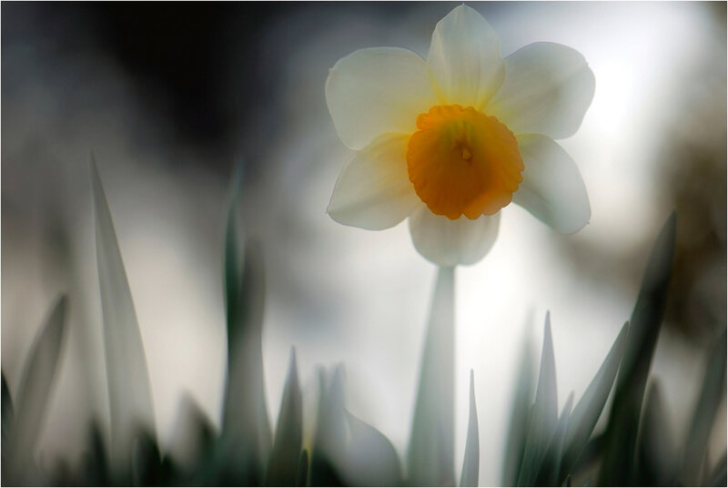 Daffodil Flower in Focus