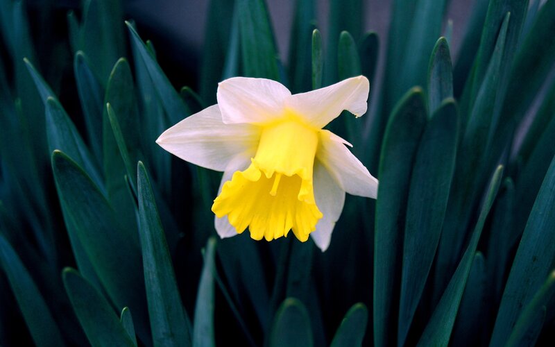 Daffodil Flower