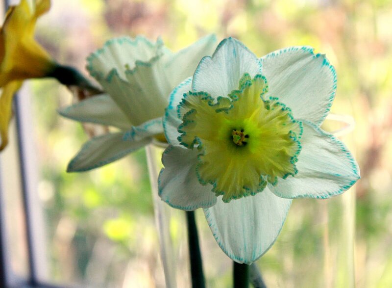 Daffodil Flower — White
