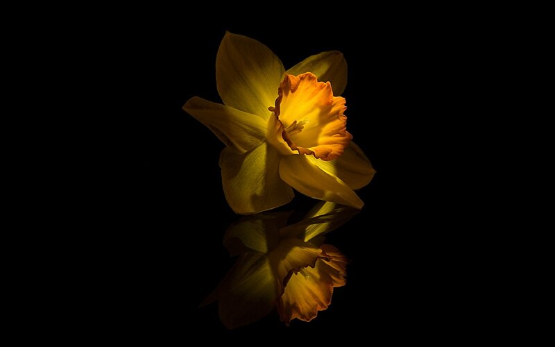 Daffodil Flower — Yellow, Dramatic