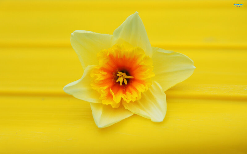 Daffodil Flower — Yellow