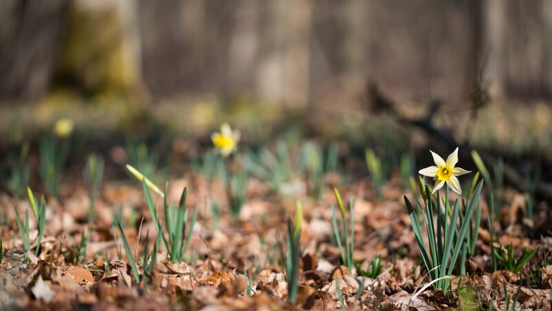 Daffodil Flowers in Forest