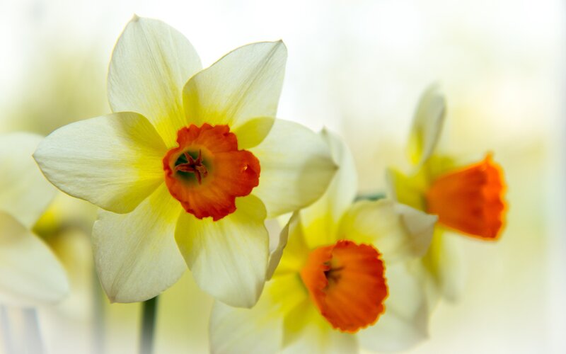 Daffodil Flowers