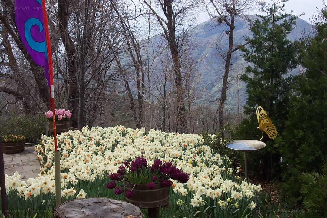 Daffodil garden with mountain view