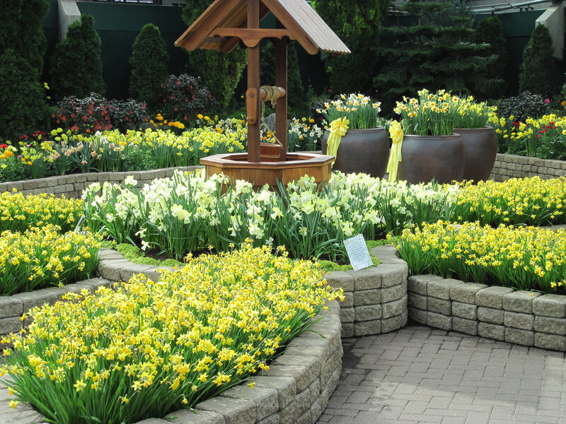 Daffodil Garden with Well
