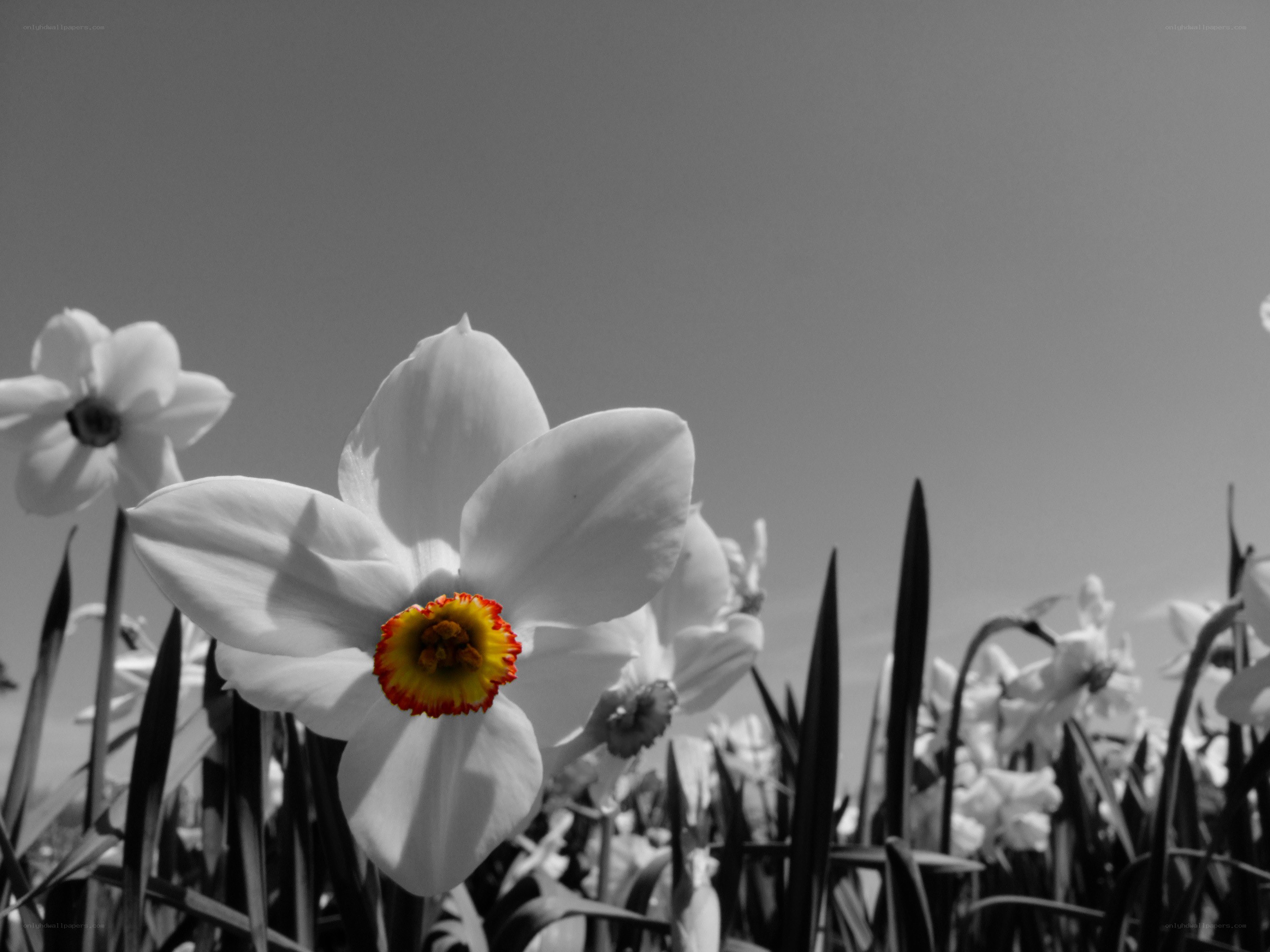 daffodil in black and white