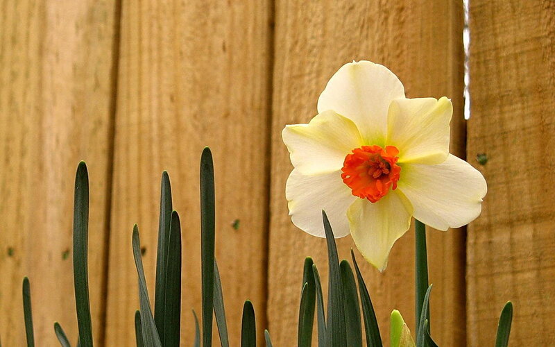 Daffodil in front of wooden fence