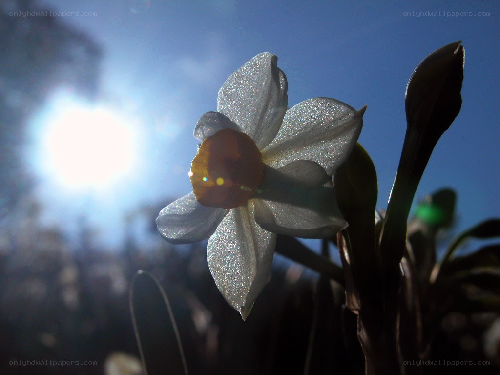Daffodil in sunlight
